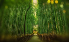 悠然写真竹,自然之美，诗意盎然